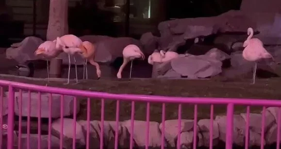 Um flamingo roubado, Fedor deixa o GG e Rampage compra carta de Pokémon por $340K