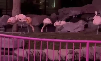 Um flamingo roubado, Fedor deixa o GG e Rampage compra carta de Pokémon por $340K